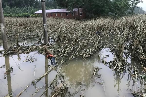 玉米水淹后发黄打哪种农药，要使用预防根腐病的农药