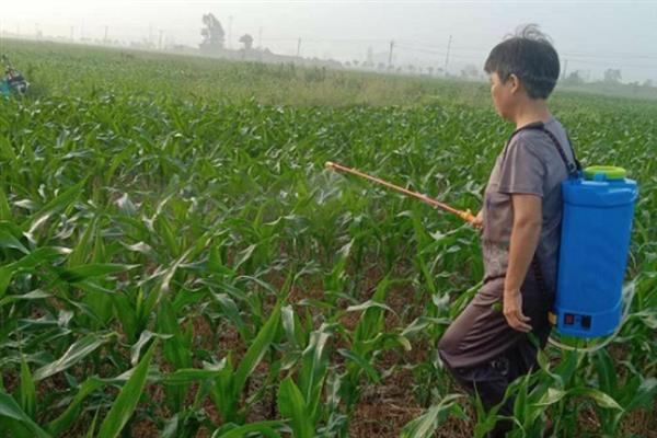 玉米水淹后发黄打哪种农药，要使用预防根腐病的农药