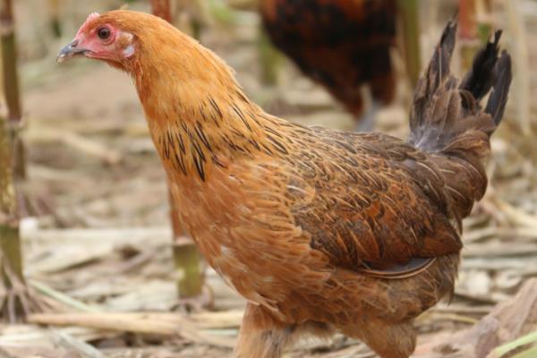 麻鸡和大骨鸡有什么区别，前者体型中等偏小、后者体型粗壮骨架较大