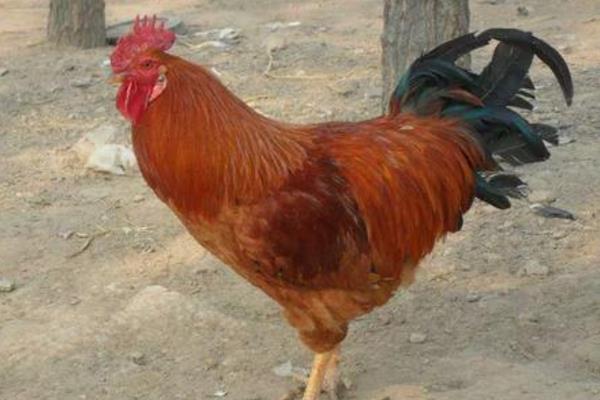 麻鸡和大骨鸡有什么区别，前者体型中等偏小、后者体型粗壮骨架较大