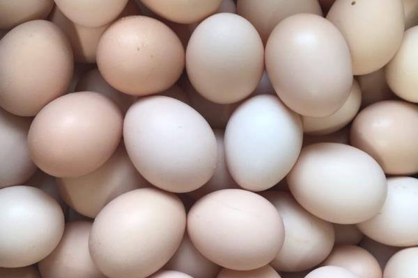 麻鸡和大骨鸡有什么区别，前者体型中等偏小、后者体型粗壮骨架较大