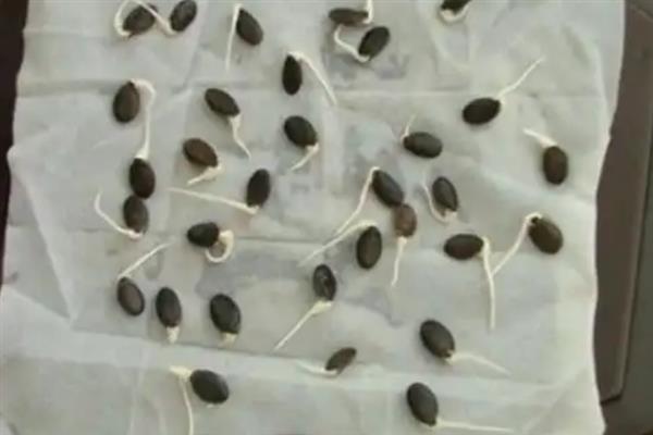 西瓜怎么栽培，将种子撒播在向阳的田块中