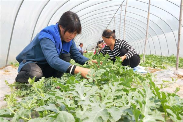 西瓜怎么栽培，将种子撒播在向阳的田块中
