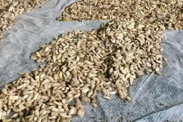 怎么种植芒果，主要施加以氮肥和钾肥的肥料
