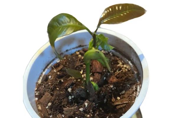 怎么种植芒果，主要施加以氮肥和钾肥的肥料