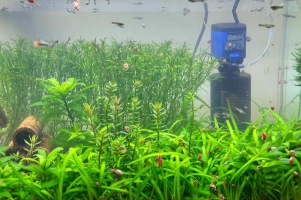 如何将苹果螺养出爆缸，需要在水中种植一些水草