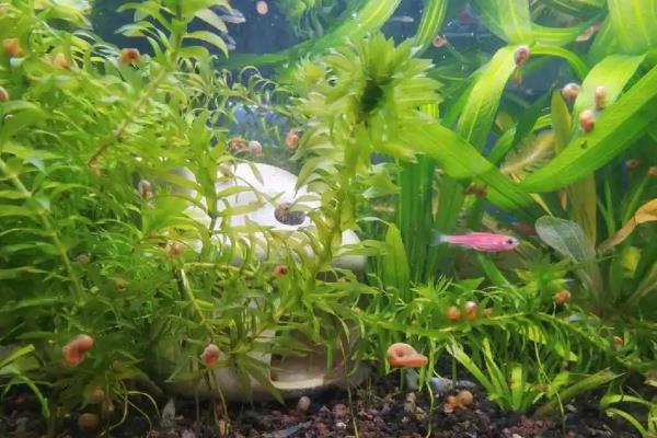 如何将苹果螺养出爆缸，需要在水中种植一些水草