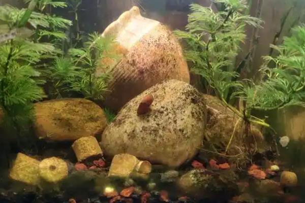 如何将苹果螺养出爆缸，需要在水中种植一些水草