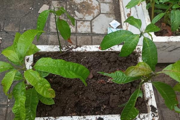 怎么种植芒果，主要施加以氮肥和钾肥的肥料