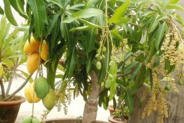 怎么种植芒果，主要施加以氮肥和钾肥的肥料