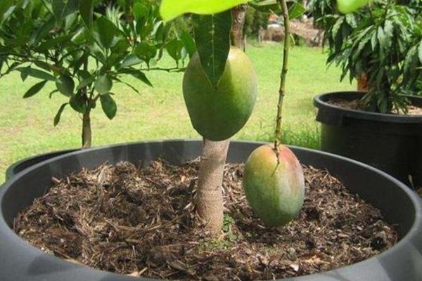 怎么种植芒果，主要施加以氮肥和钾肥的肥料