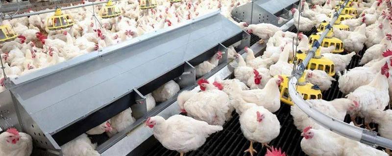 肉鸡如何增重，可以采用以下12种方法