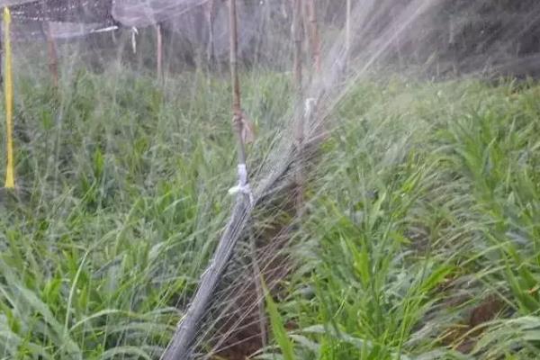 蔬菜膜下软管微喷灌怎么安装，从输水管两端塞入内接头再从各孔处挤出