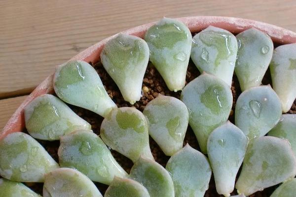 多肉植物的叶插方法，选择生长健壮的植株作为母株