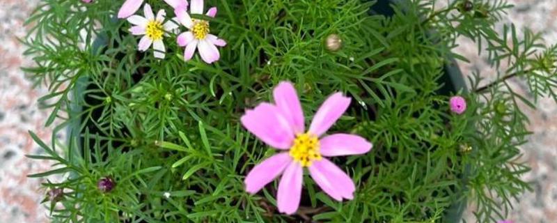 波斯菊的播种方法，将种子与沙子混匀再撒播