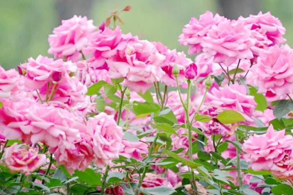 哪些花卉的花期比较长，有月季花、太阳花、三角梅等品种