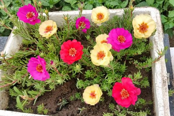 哪些花卉的花期比较长，有月季花、太阳花、三角梅等品种