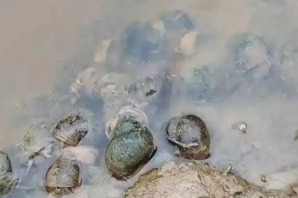 螺蛳是不是田螺，两者不属于同种生物