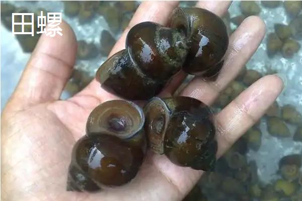 螺蛳是不是田螺，两者不属于同种生物