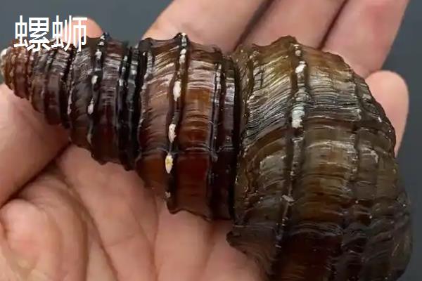 螺蛳是不是田螺，两者不属于同种生物