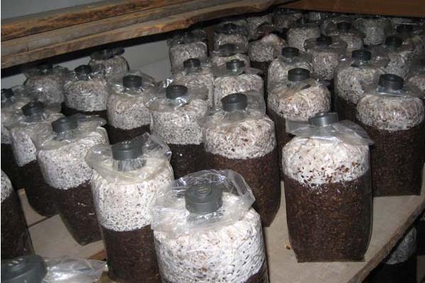 菌种的脱毒方法，可借鉴植物的脱毒技术