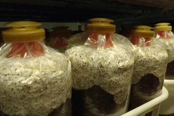 菌种的脱毒方法，可借鉴植物的脱毒技术