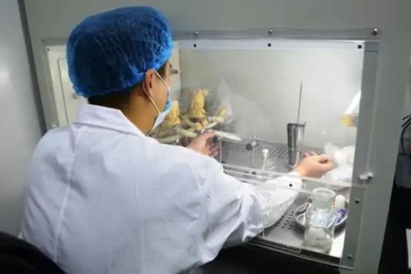 菌种的脱毒方法，可借鉴植物的脱毒技术