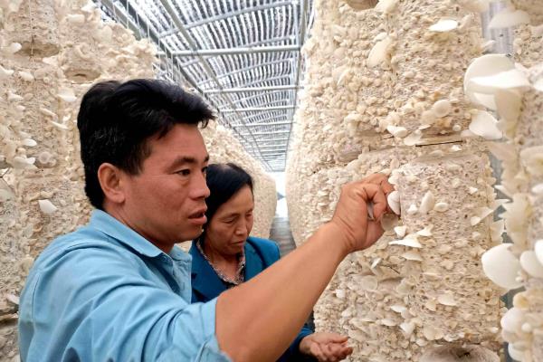 菌种的脱毒方法，可借鉴植物的脱毒技术