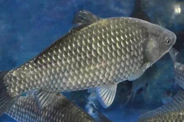 鲫鱼有什么特点，具有食性杂、适应性强、觅食积极等特性