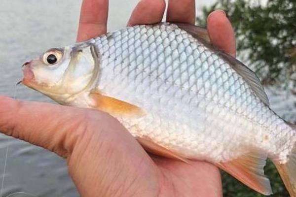 鲫鱼有什么特点，具有食性杂、适应性强、觅食积极等特性