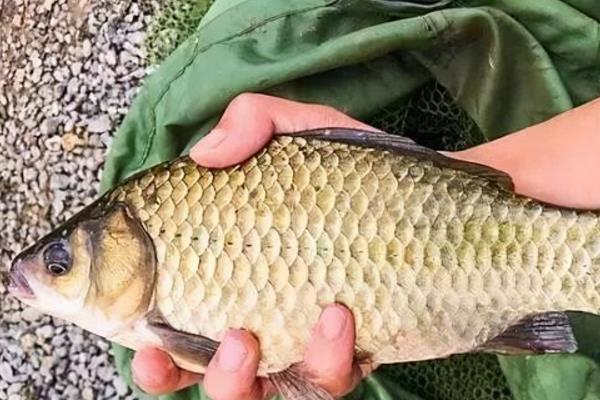 鲫鱼有什么特点，具有食性杂、适应性强、觅食积极等特性