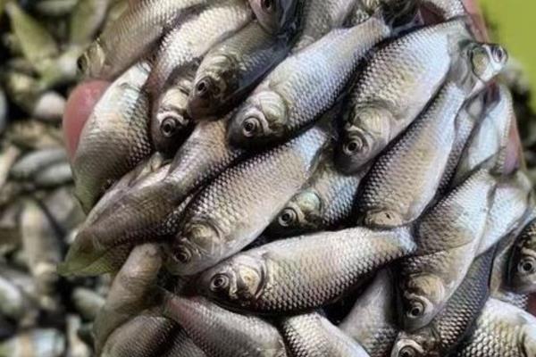 鲫鱼有什么特点，具有食性杂、适应性强、觅食积极等特性