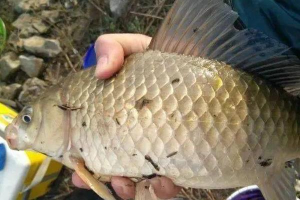 鲫鱼有什么特点，具有食性杂、适应性强、觅食积极等特性