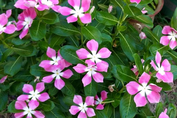 哪些花卉的花期比较长，有月季花、太阳花、三角梅等品种