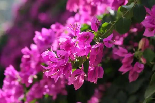 哪些花卉的花期比较长，有月季花、太阳花、三角梅等品种