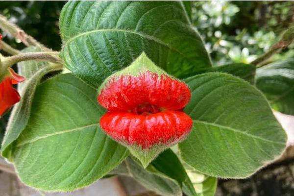 哪些花卉的花期比较长，有月季花、太阳花、三角梅等品种
