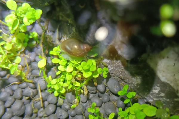 螺蛳是不是田螺，两者不属于同种生物