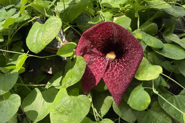 哪些花卉的花期比较长，有月季花、太阳花、三角梅等品种