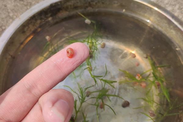 螺蛳是不是田螺，两者不属于同种生物