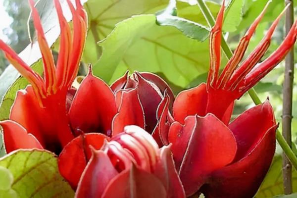 哪些花卉的花期比较长，有月季花、太阳花、三角梅等品种