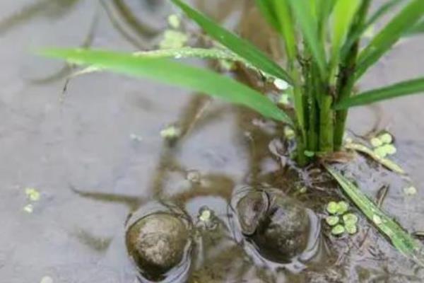 螺蛳是不是田螺，两者不属于同种生物