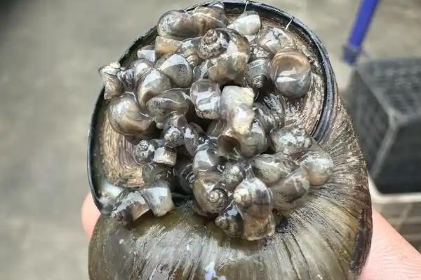 螺蛳是不是田螺，两者不属于同种生物