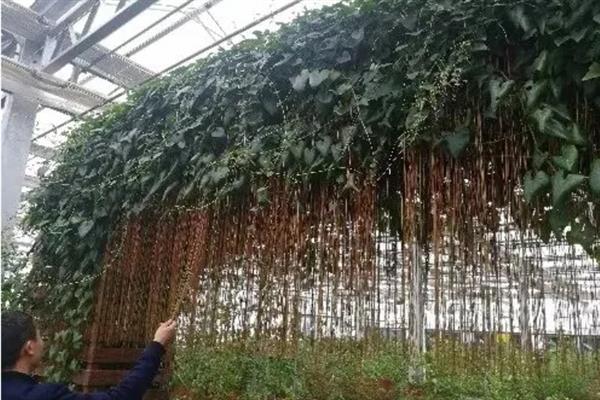 锦屏藤如何安全过冬，将枯黄老化的叶片进行修剪