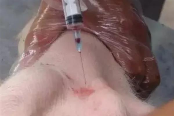 母猪37度不吃食怎么处理，可注射安钠咖、维生素B1等