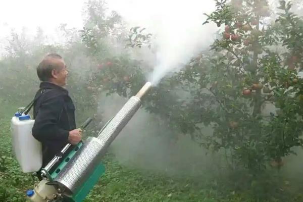苹果树的叶子为何干枯焦灼，病害侵袭、产生药害、强光暴晒等因素都会造成