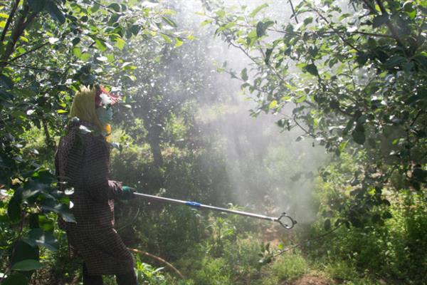 苹果树的叶子为何干枯焦灼，病害侵袭、产生药害、强光暴晒等因素都会造成