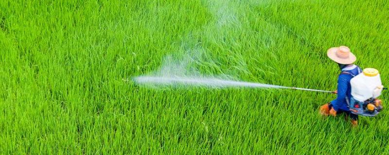 千金除草剂对水稻苗床的用量，每360平方米面积可使用5-6袋