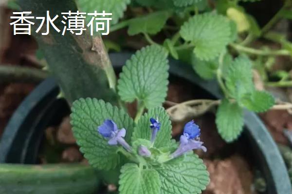 香水薄荷能不能吃，可以煎水或泡茶饮用