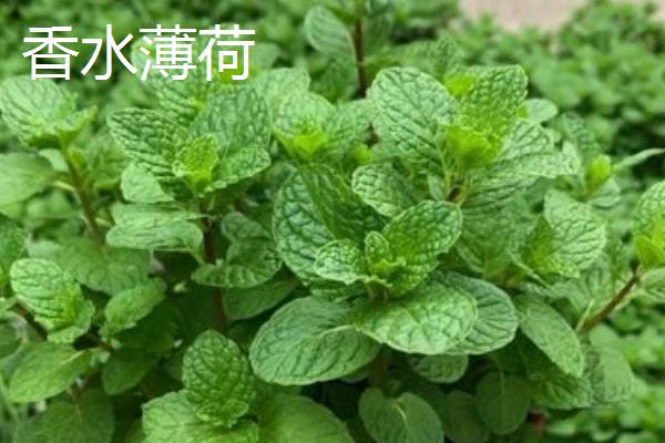 香水薄荷能不能吃，可以煎水或泡茶饮用