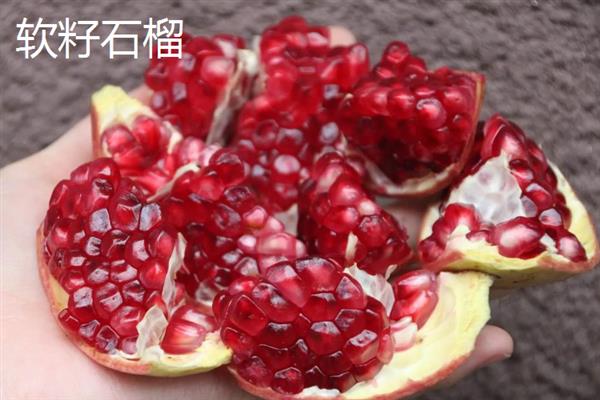 石榴苗的栽培方法，可压条育苗法、扦插育苗法等